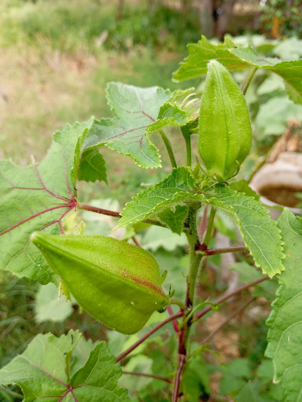 Kasturi Benda – native vegetable seeds for Indian home garden