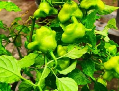 Chilli Bell Shape – exotic vegetable seeds for home garden in India