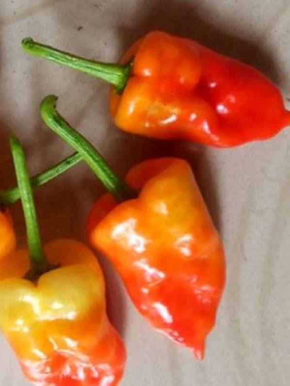 Orange Ghost Pepper – exotic vegetable seeds for home garden in India