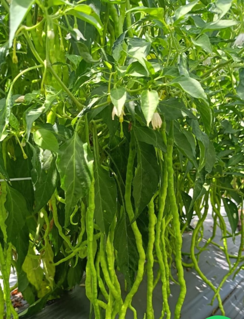 1 Feet Chilli – native vegetable seeds for Indian home garden