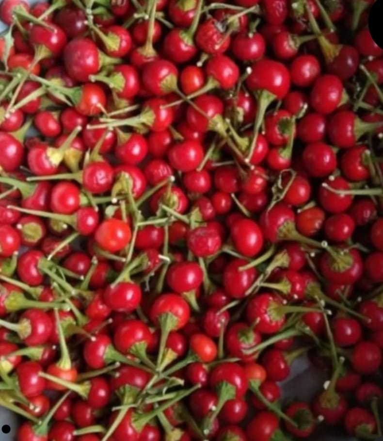 Red Bali Chilli – native vegetable seeds for Indian home garden