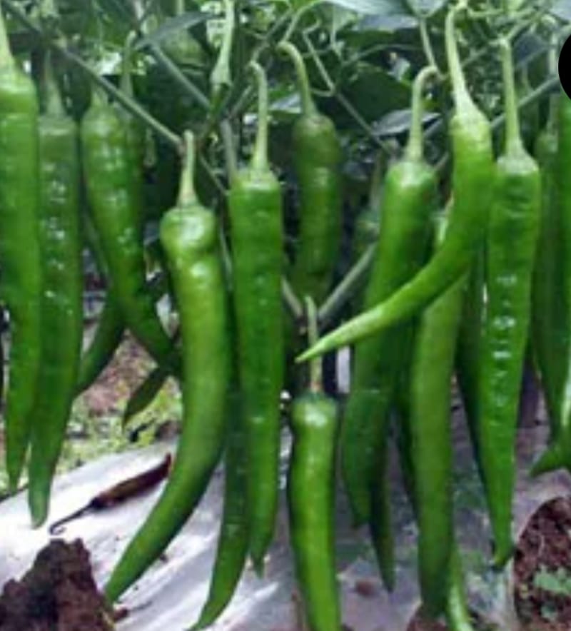 Long Chilli – native vegetable seeds for Indian home garden