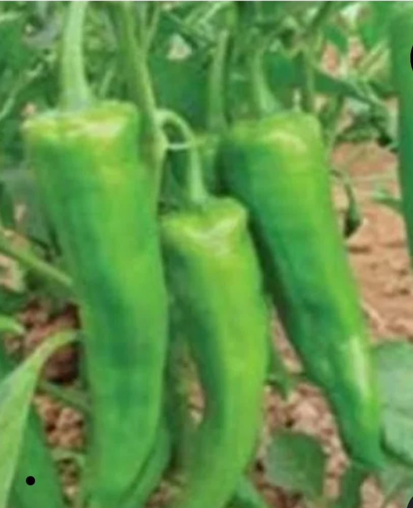 Hot Pepper Chilli – native vegetable seeds for Indian home garden