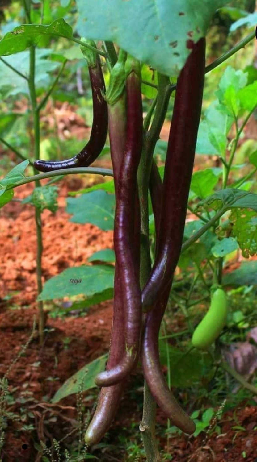 1Feet Vengeri Brinjal – native vegetable seeds for Indian home garden