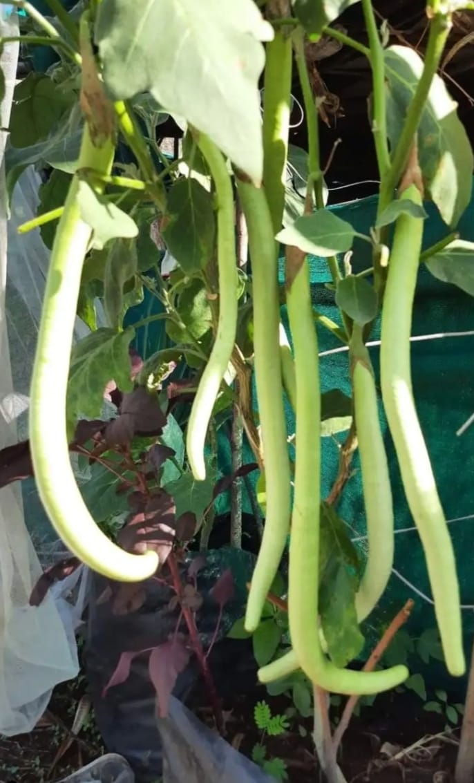 1Feet Green Brinjal – native vegetable seeds for Indian home garden