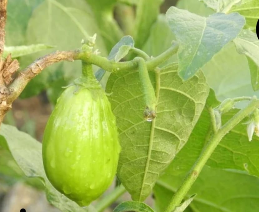 Green Oval Shape Brinjal – native vegetable seeds for Indian home garden