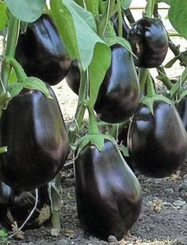 Brinjal Bharta – native vegetable seeds for Indian home garden