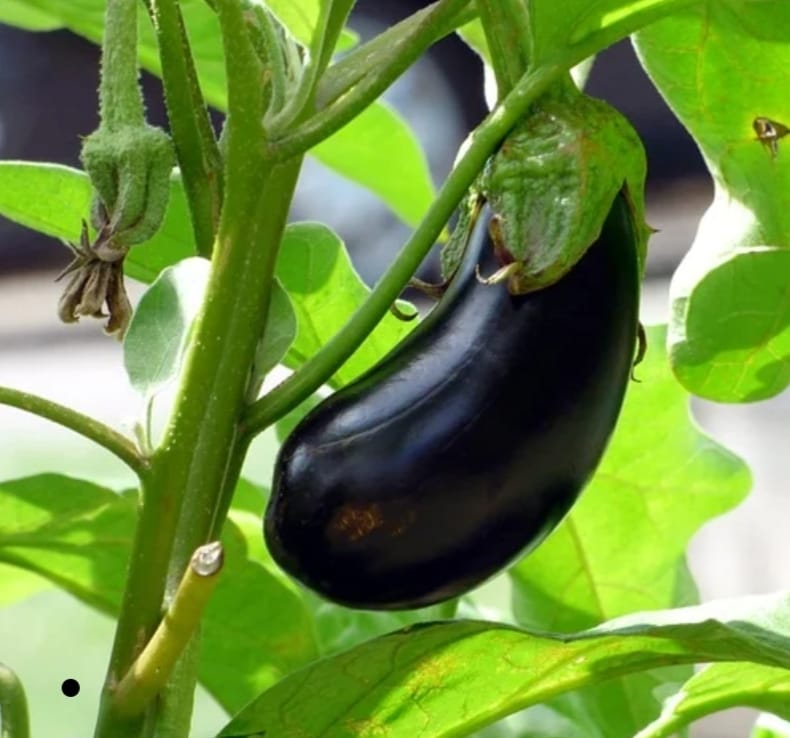 Violet Brinjal Oval Shape – native vegetable seeds for Indian home garden