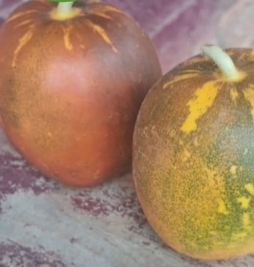 Sambar Cucumber Round Desi – native vegetable seeds for Indian home garden