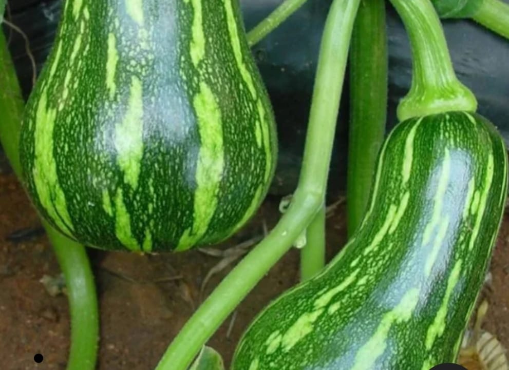 Butternut Squash Green – exotic vegetable seeds for home garden in India