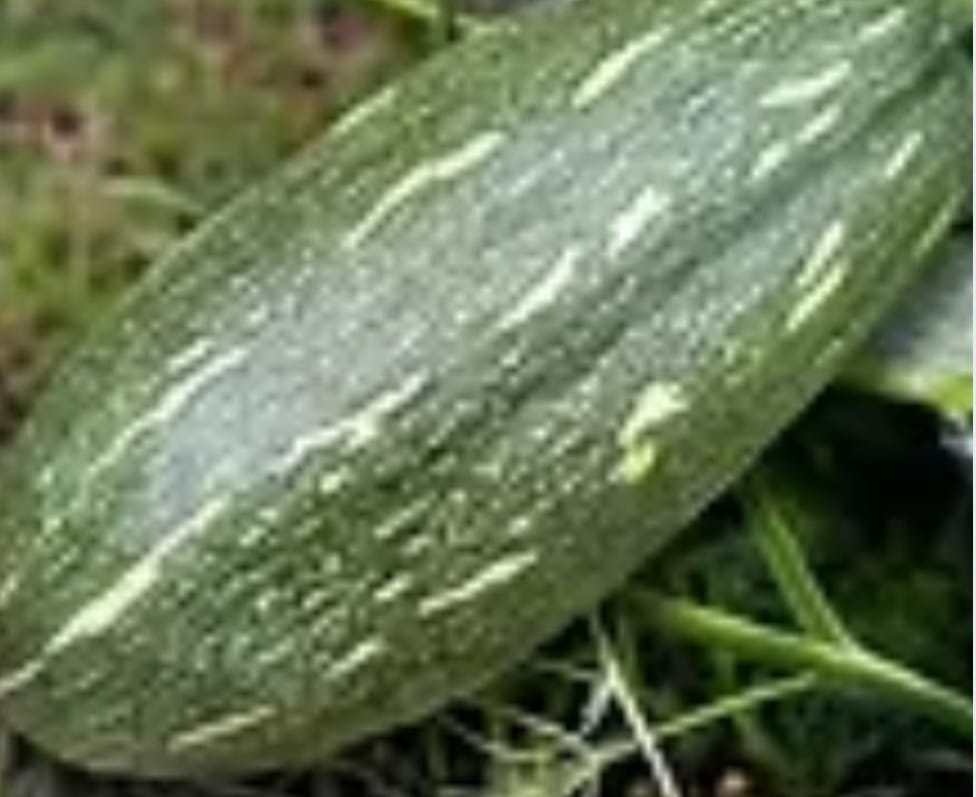 Pumpkin Long – native vegetable seeds for Indian home garden