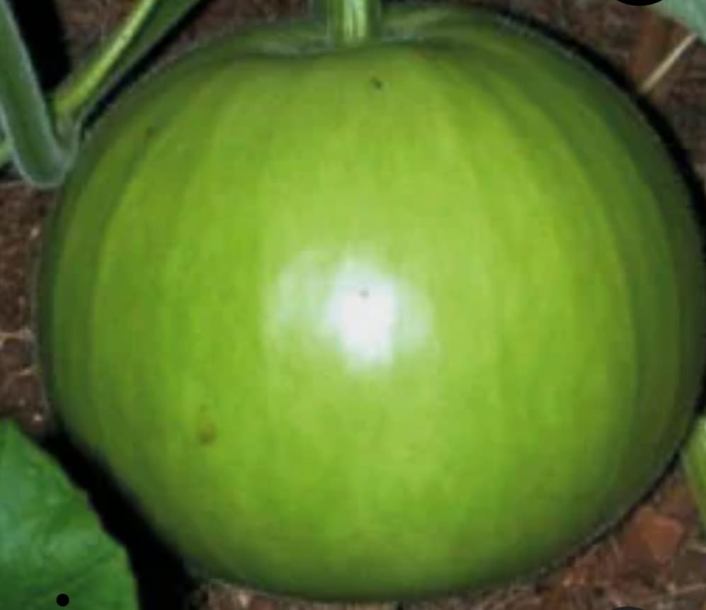 Bottle Gourd Round Big – native vegetable seeds for Indian home garden