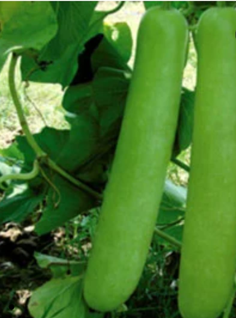 Bottle Gourd Green Medium Size – native vegetable seeds for Indian home garden
