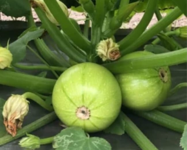 Squash Round – exotic vegetable seeds for home garden in India