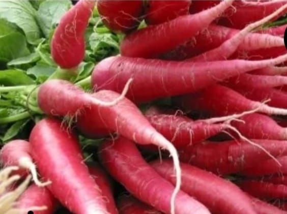 Radish Chinese Pink – native vegetable seeds for Indian home garden