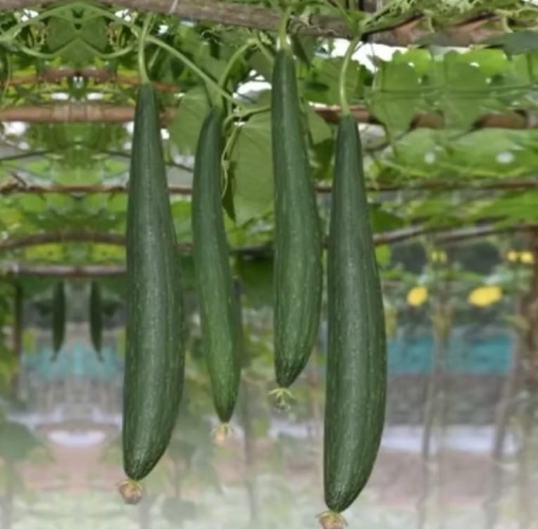 Spong Gourd Dark Green – native vegetable seeds for Indian home garden