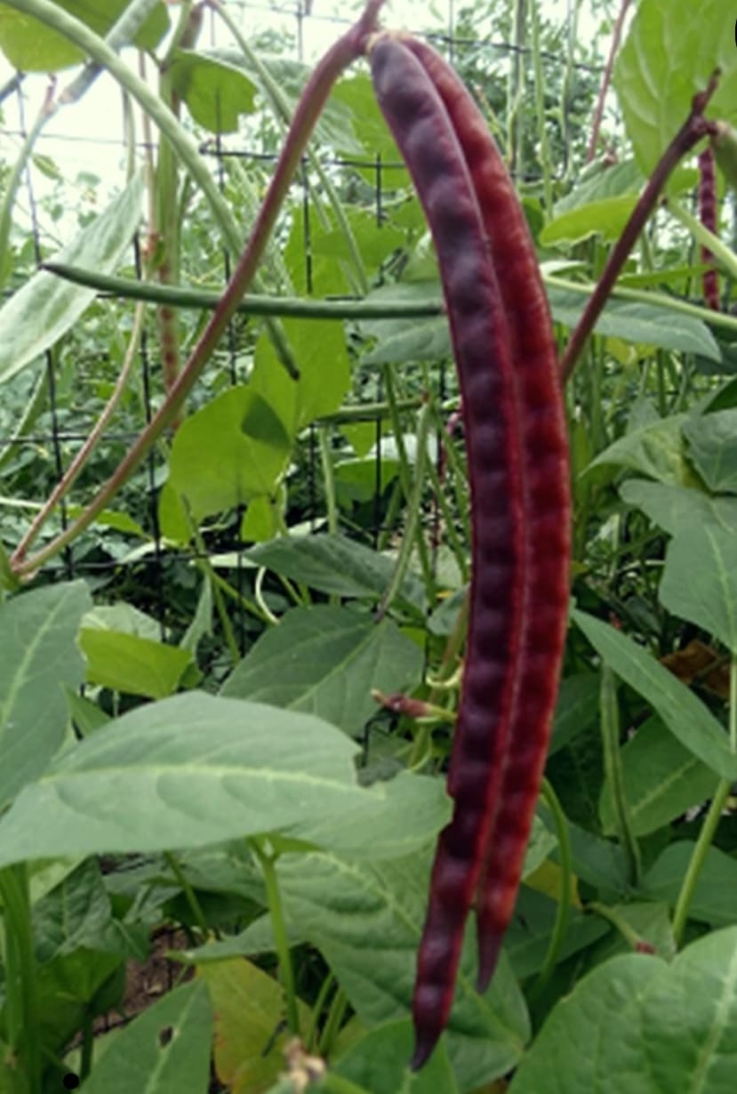 Cowpea Violet – native vegetable seeds for Indian home garden