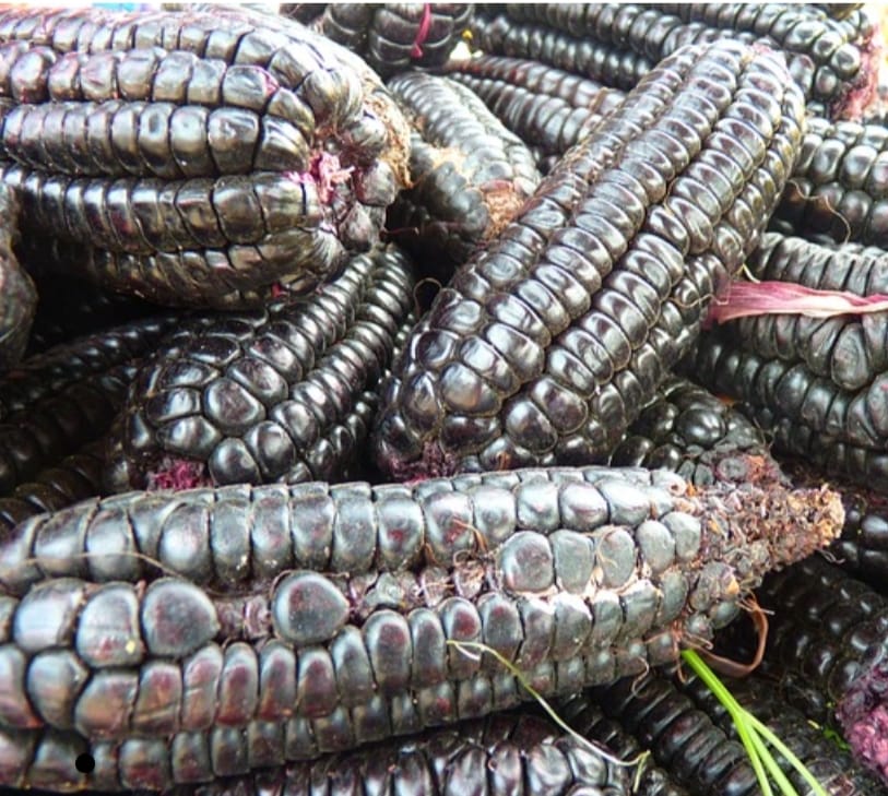 Black Corn Seeds – exotic vegetable seeds for home garden in India