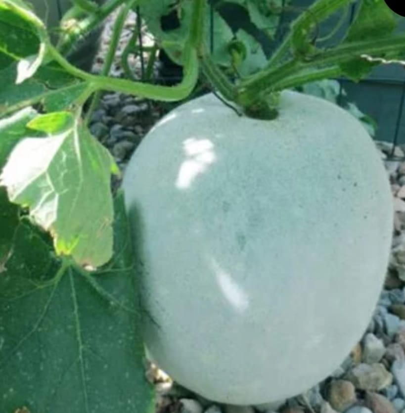 Ash Gourd – native vegetable seeds for Indian home garden