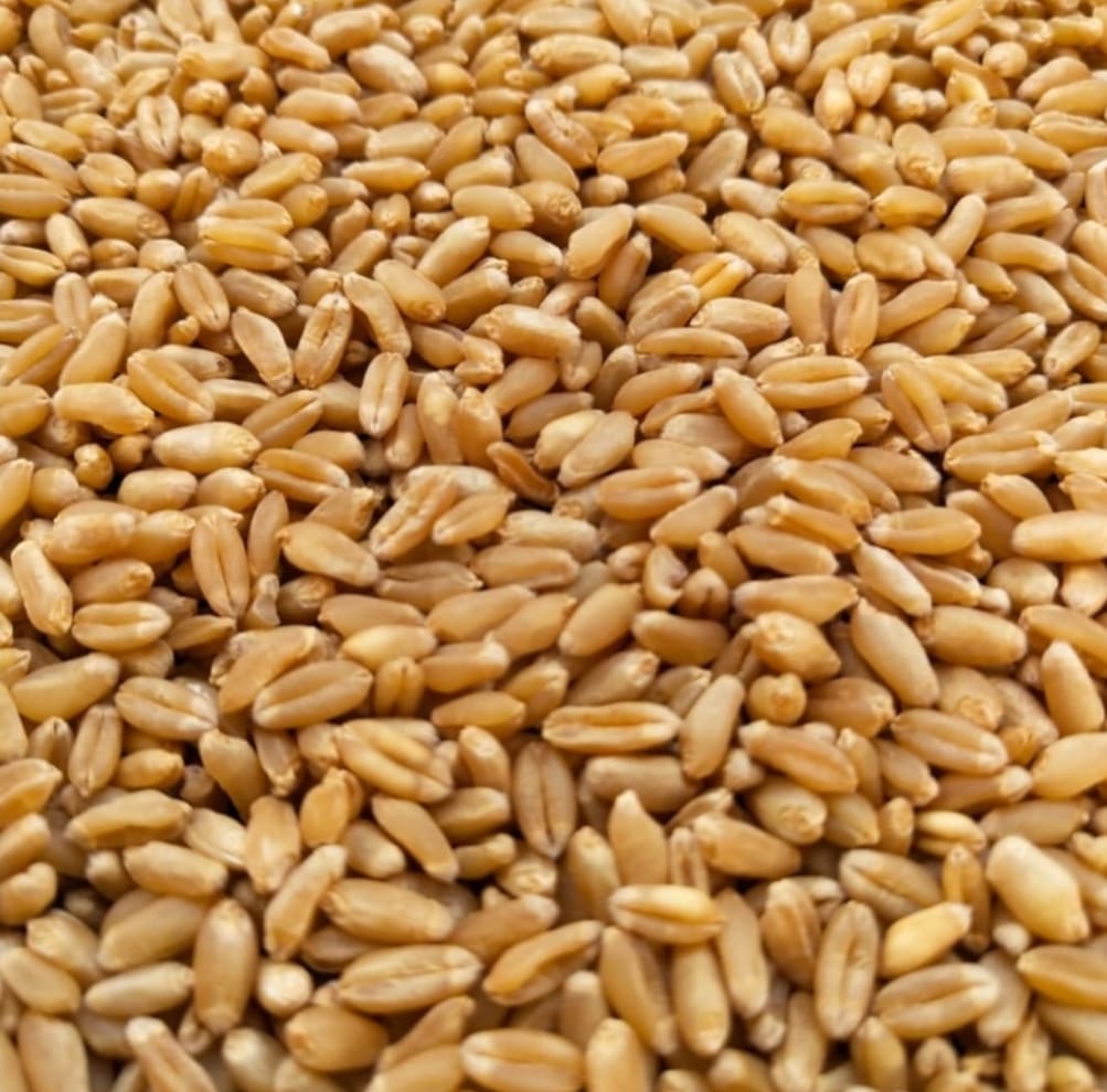 Wheat Grass Seeds – leafy vegetable seeds for home garden in India