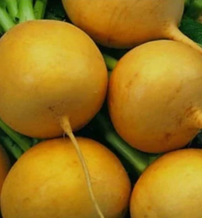 Turnip Golden Ball – native vegetable seeds for Indian home garden