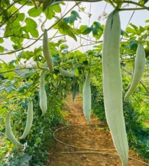 Snake Gourd White Medium – native vegetable seeds for Indian home garden