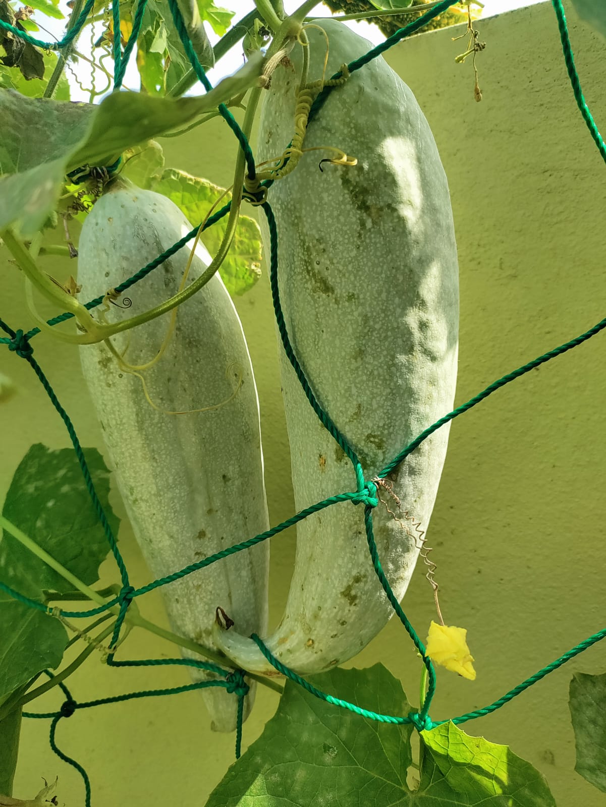 Snake Gourd White Short – native vegetable seeds for Indian home garden