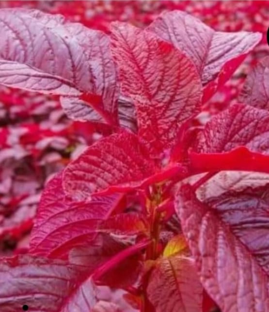 Amaranths Sparkle Red – leafy vegetable seeds for home garden in India