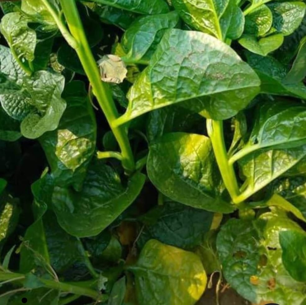 Green Spinach ( Bachhali) seeds – buy online India