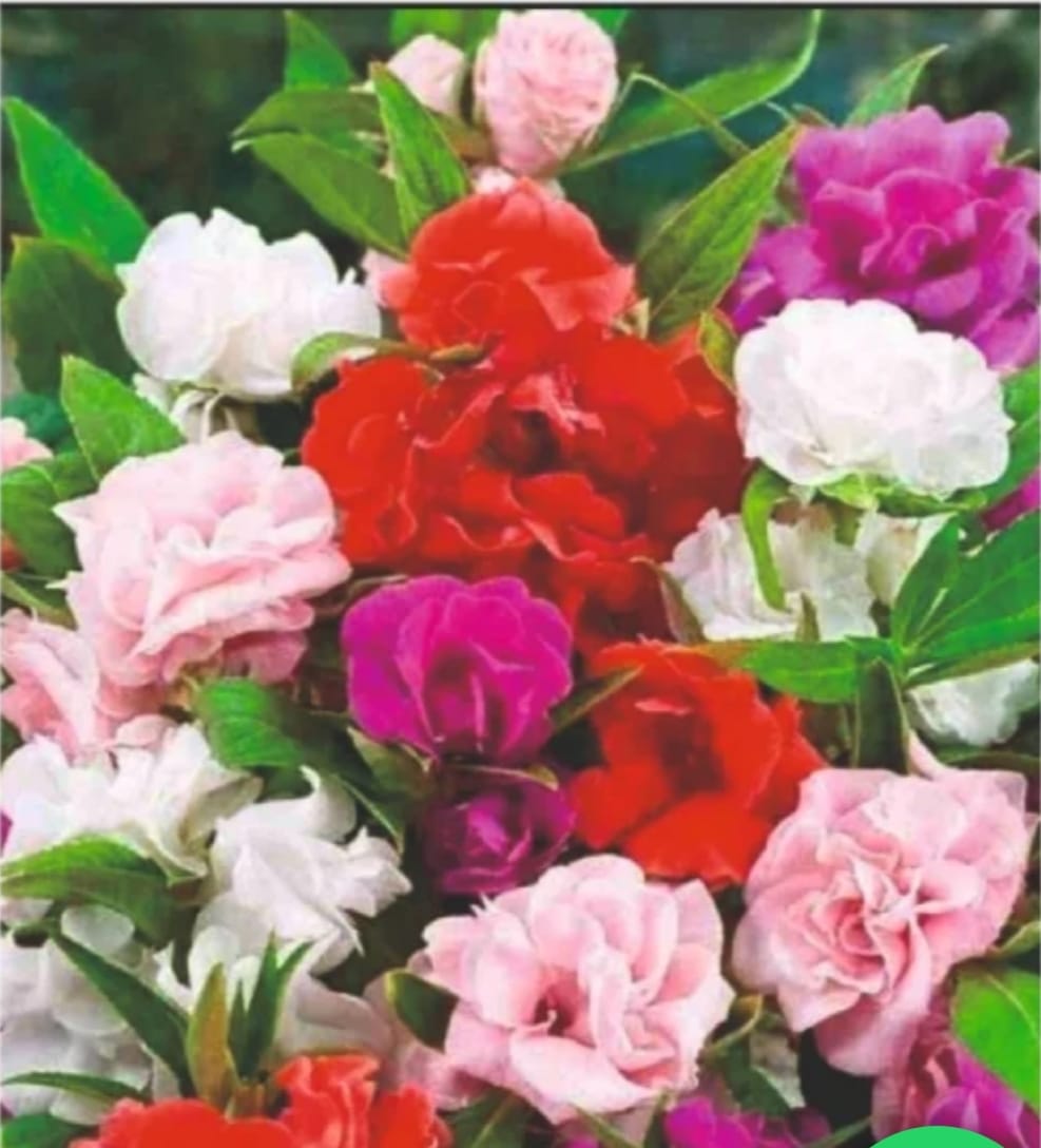 Balsam Mix Double Petal seeds – buy online India