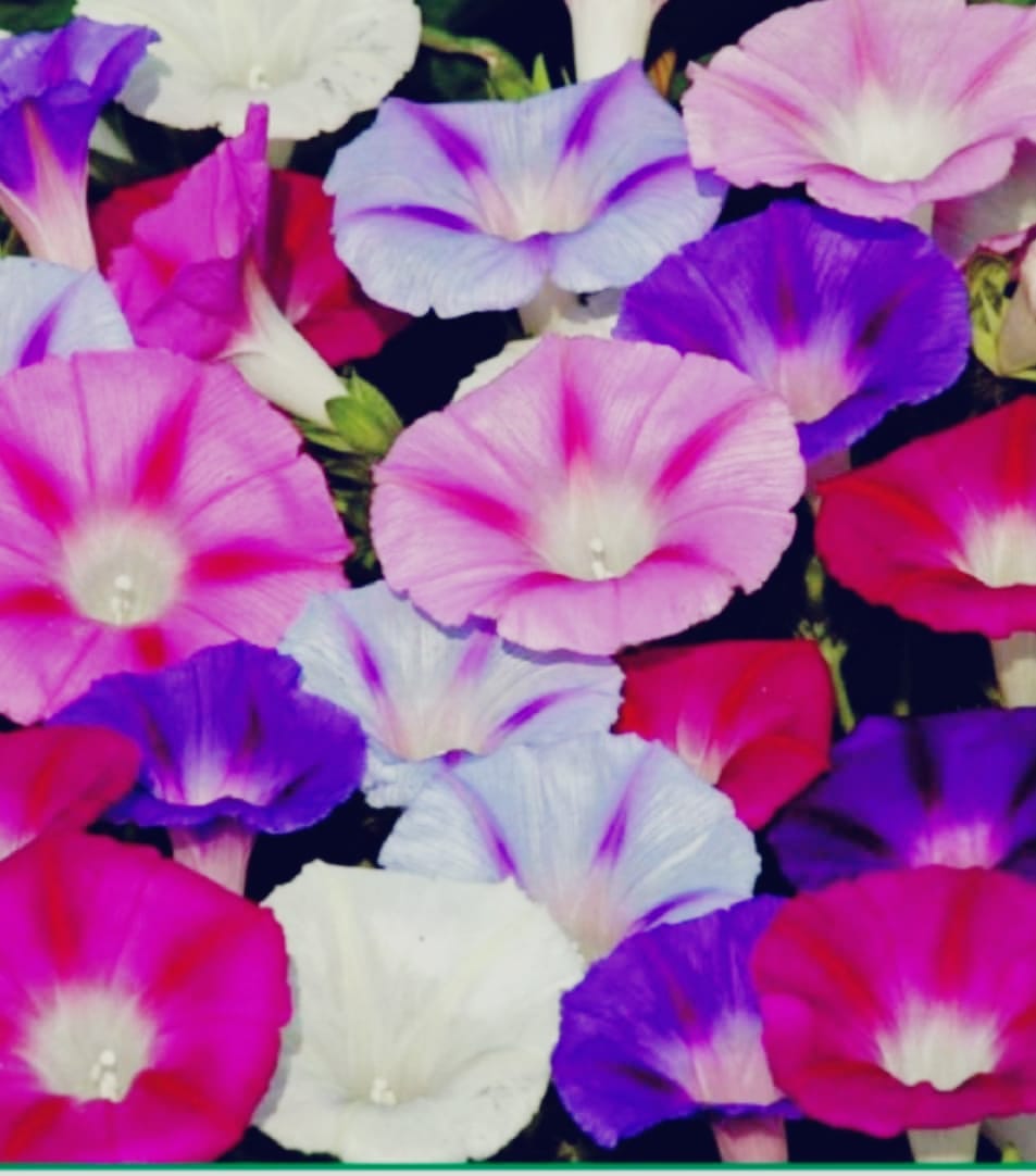 Zebra Line Morning Glory Mix