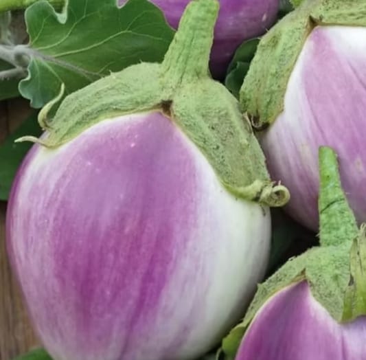 Pink Round Brinjal – native vegetable seeds for Indian home garden