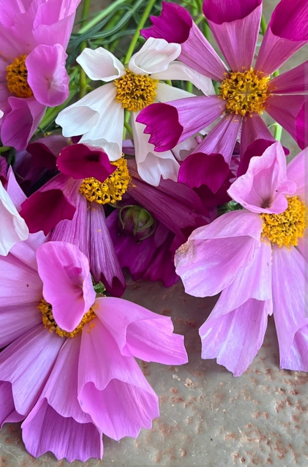Seashell Mix Cosmos seeds – buy online India