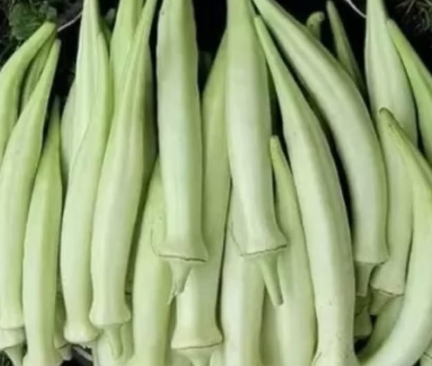 White Okra – native vegetable seeds for Indian home garden