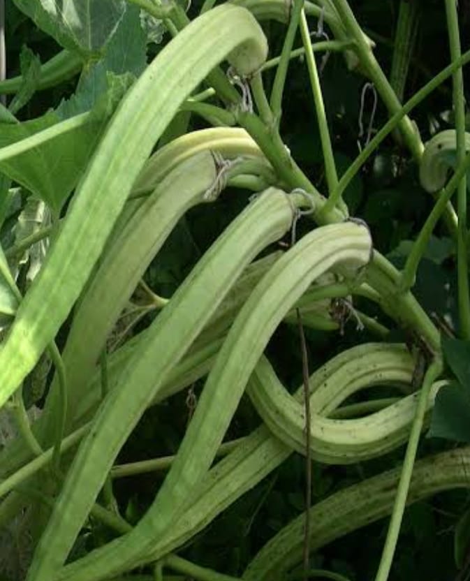Elephant Tusk Okra – native vegetable seeds for Indian home garden