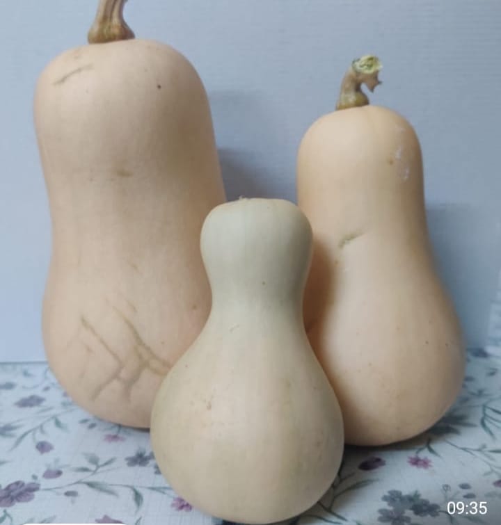 Butternut Squash Yellow – exotic vegetable seeds for home garden in India