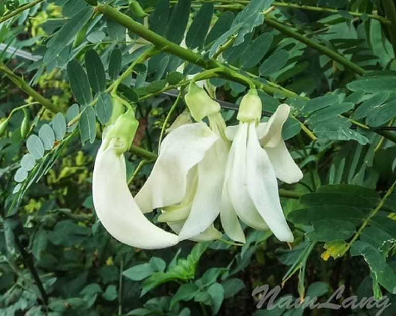 Agathu White – native vegetable seeds for Indian home garden