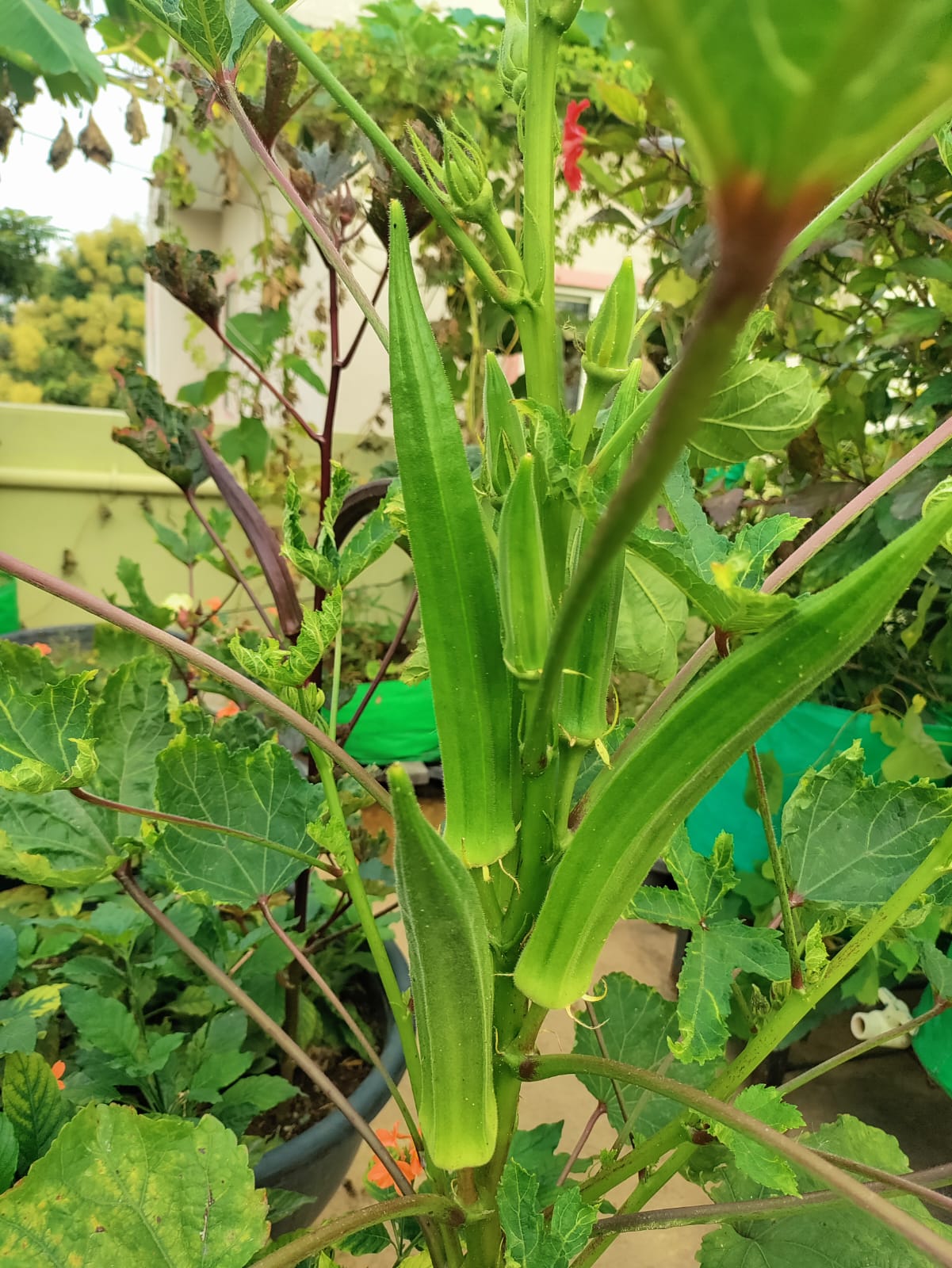 Green Okra – native vegetable seeds for Indian home garden
