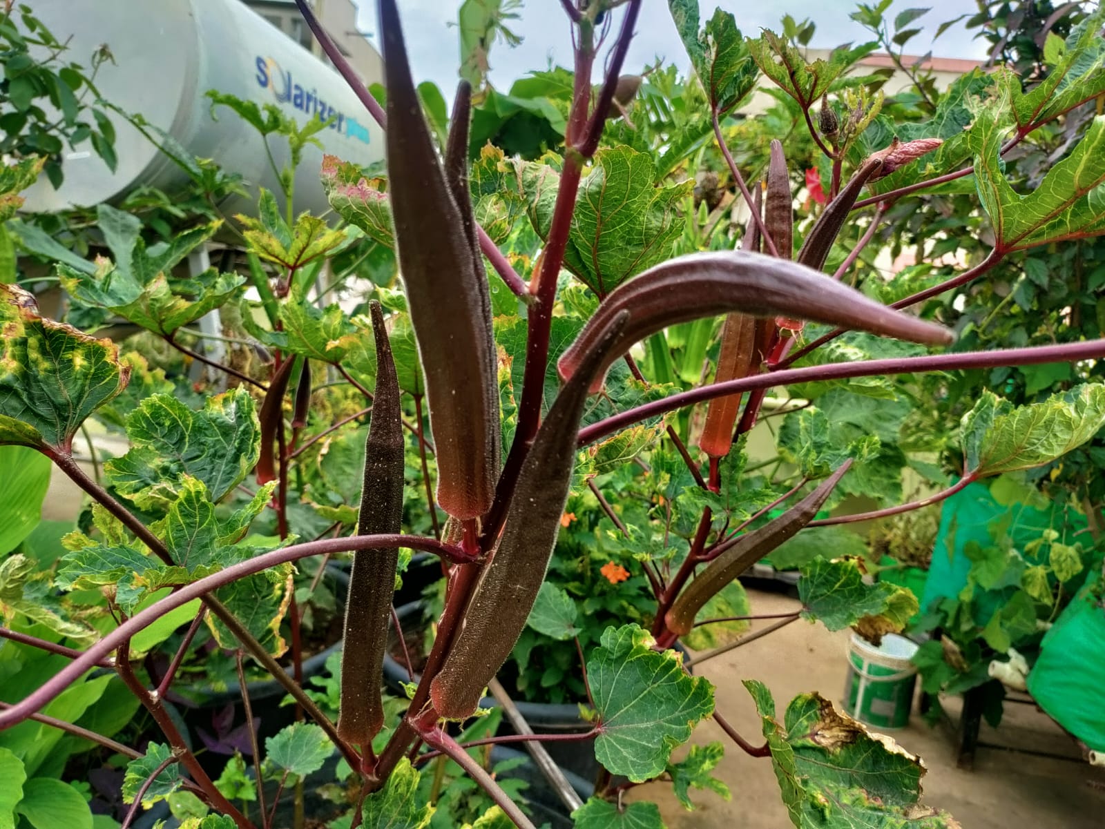 Red Okra – native vegetable seeds for Indian home garden