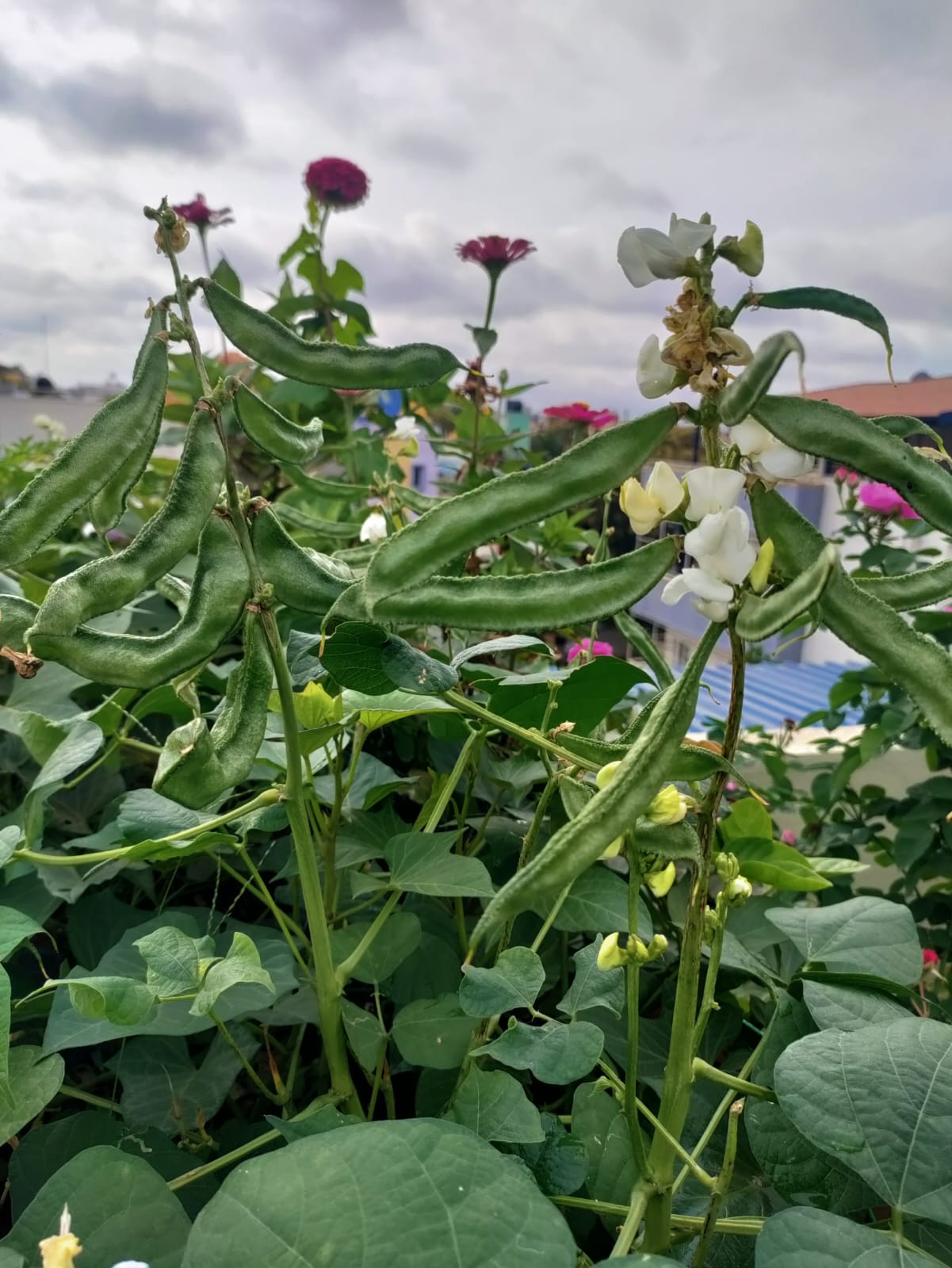 Chettu Chikkudu – native vegetable seeds for Indian home garden