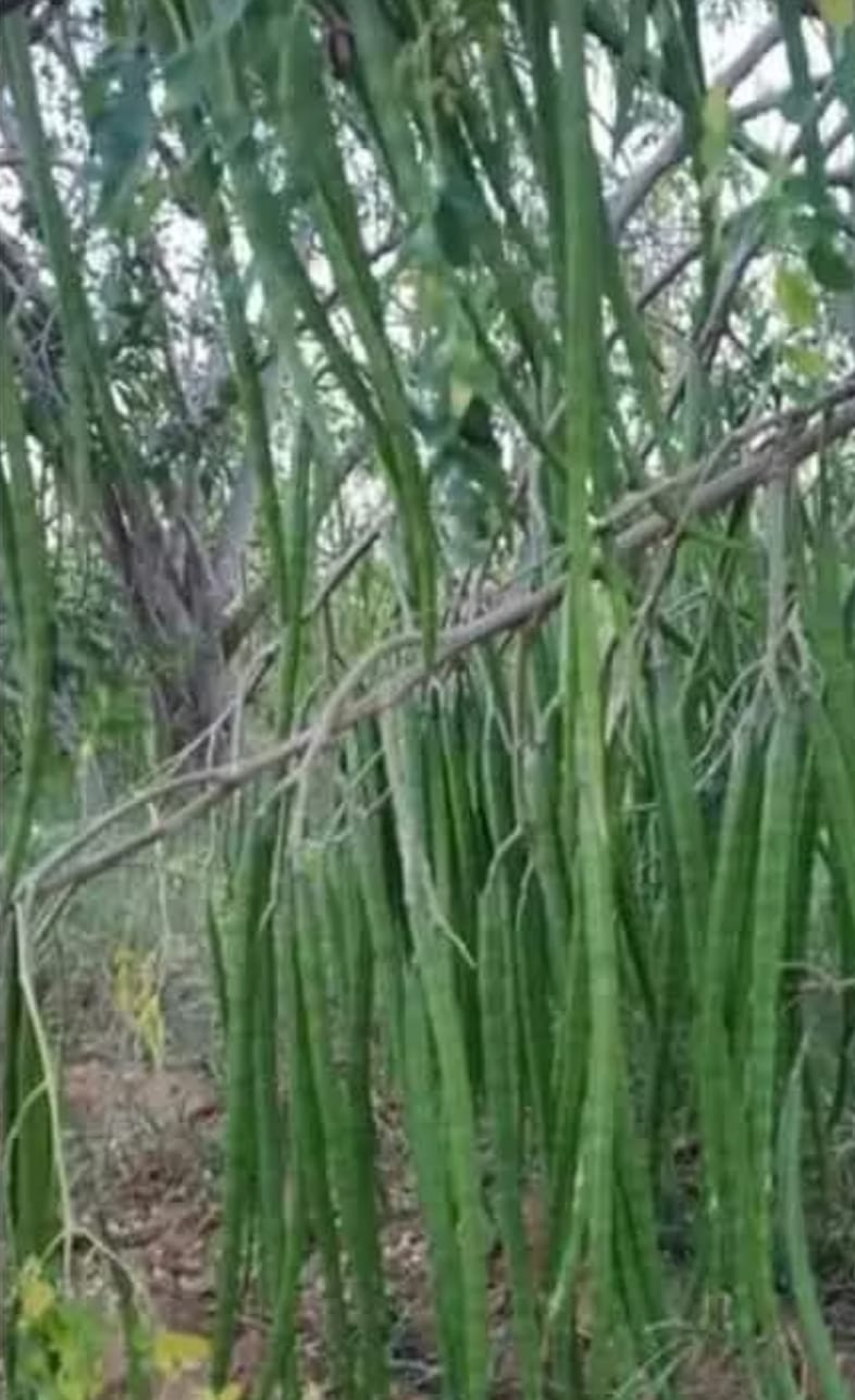 Drumstick Seeds – native vegetable seeds for Indian home garden