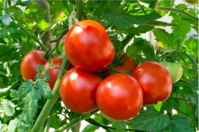 Tomato Sweet – native vegetable seeds for Indian home garden