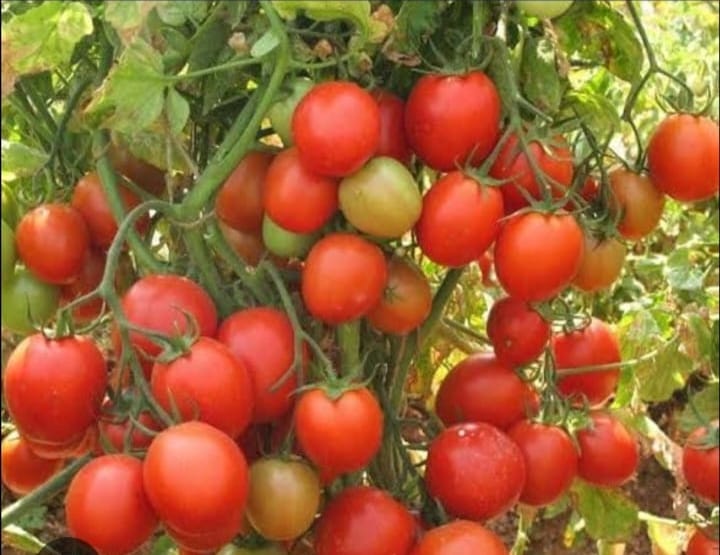 Tomato Sour – native vegetable seeds for Indian home garden