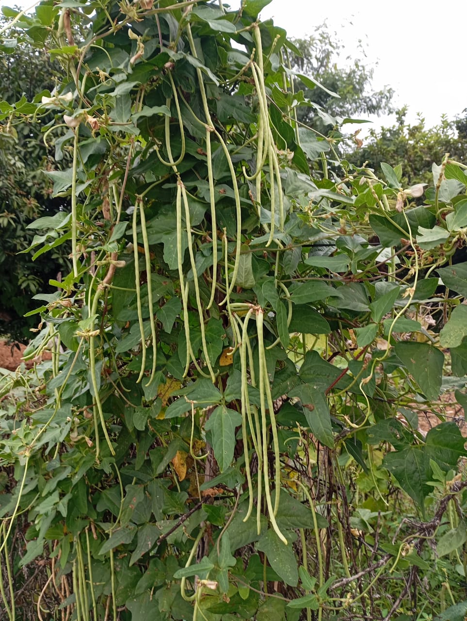 Green Long Yard Beans – native vegetable seeds for Indian home garden