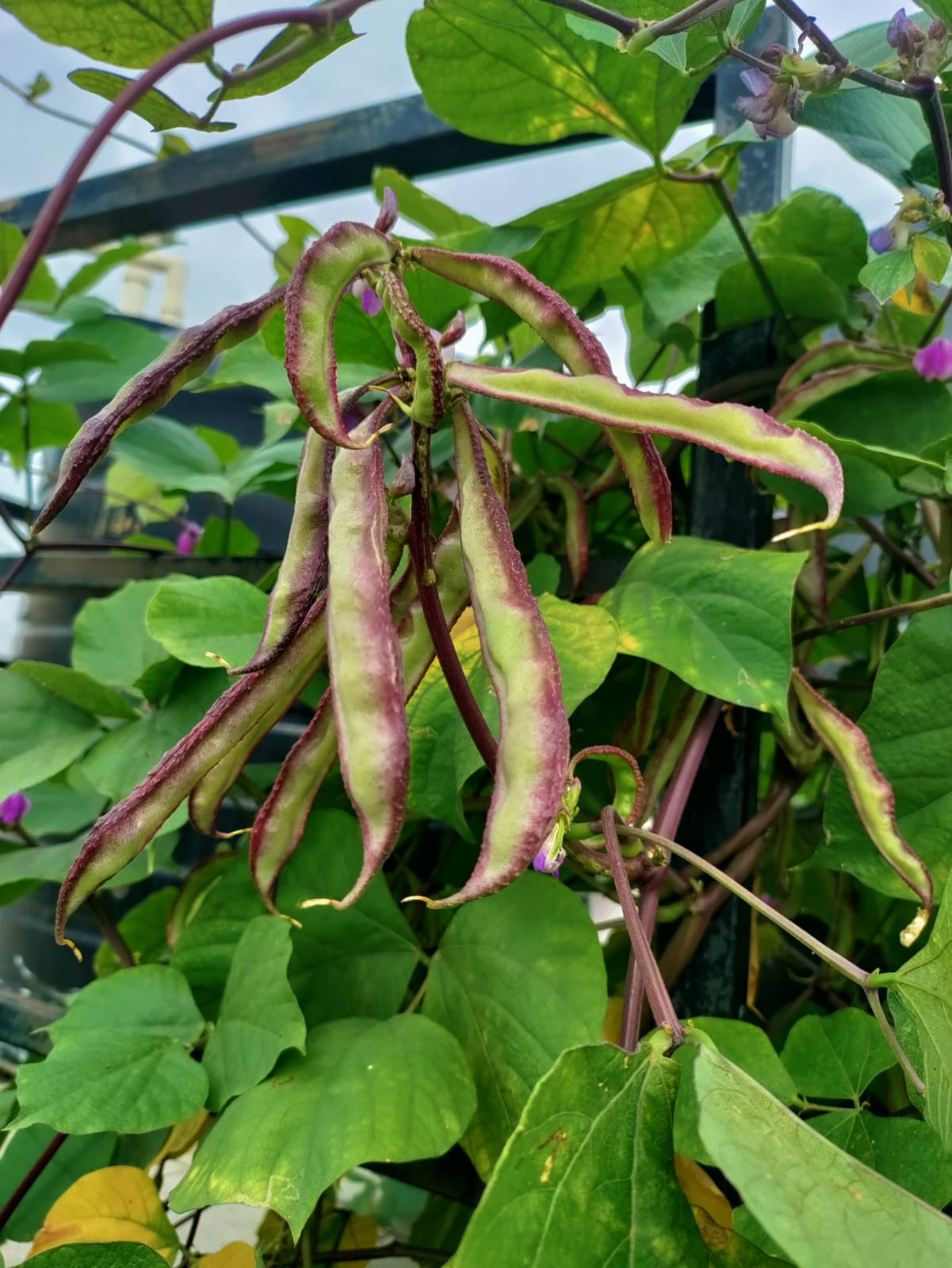 All Season Edge Purple Chikkudu – native vegetable seeds for Indian home garden