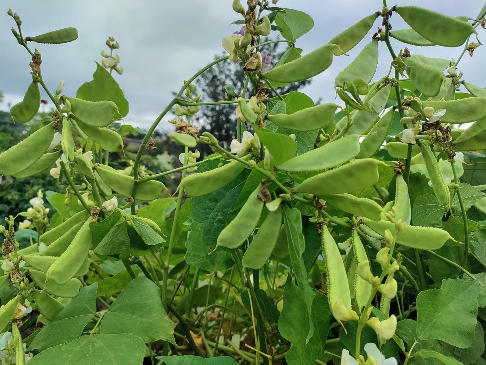 All Season White Short Chikkudu – native vegetable seeds for Indian home garden