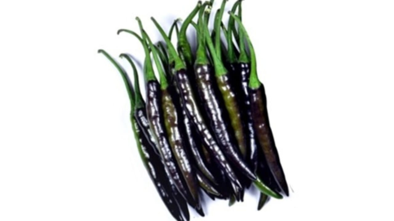 Black Long Mirchi – native vegetable seeds for Indian home garden