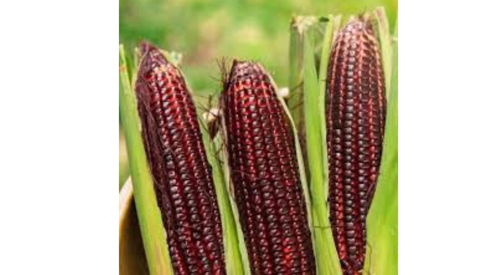 Red Corn