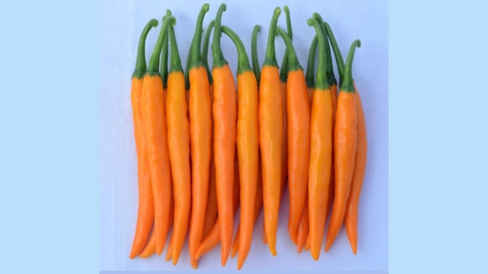 Orange Long Mirchi – native vegetable seeds for Indian home garden