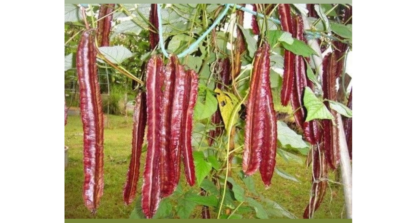 Red Winged Beans – native vegetable seeds for Indian home garden